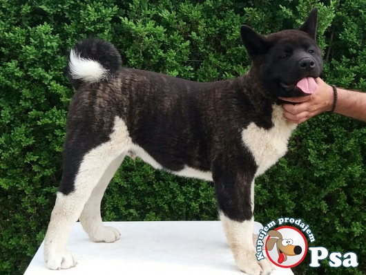 Americka akita